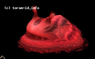 Red Jelly