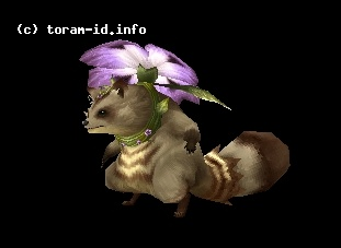 Violaccoon